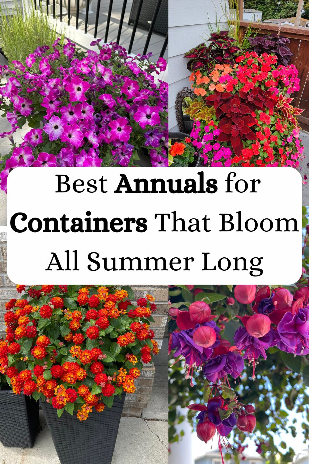 Best Annuals for Containers That Bloom All Summer Long