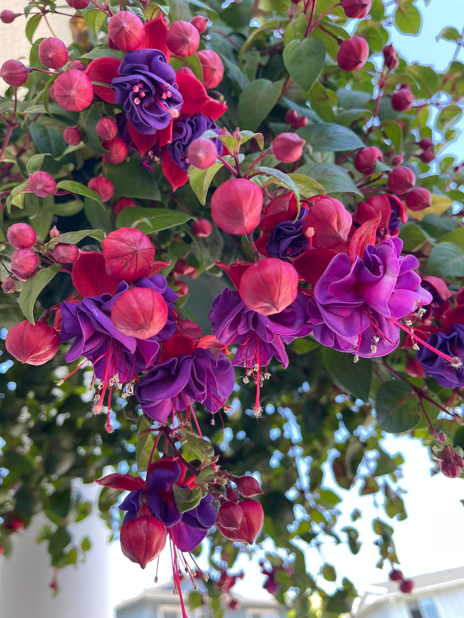 &nbsp;Annuals for Containers That Bloom All Summer Long