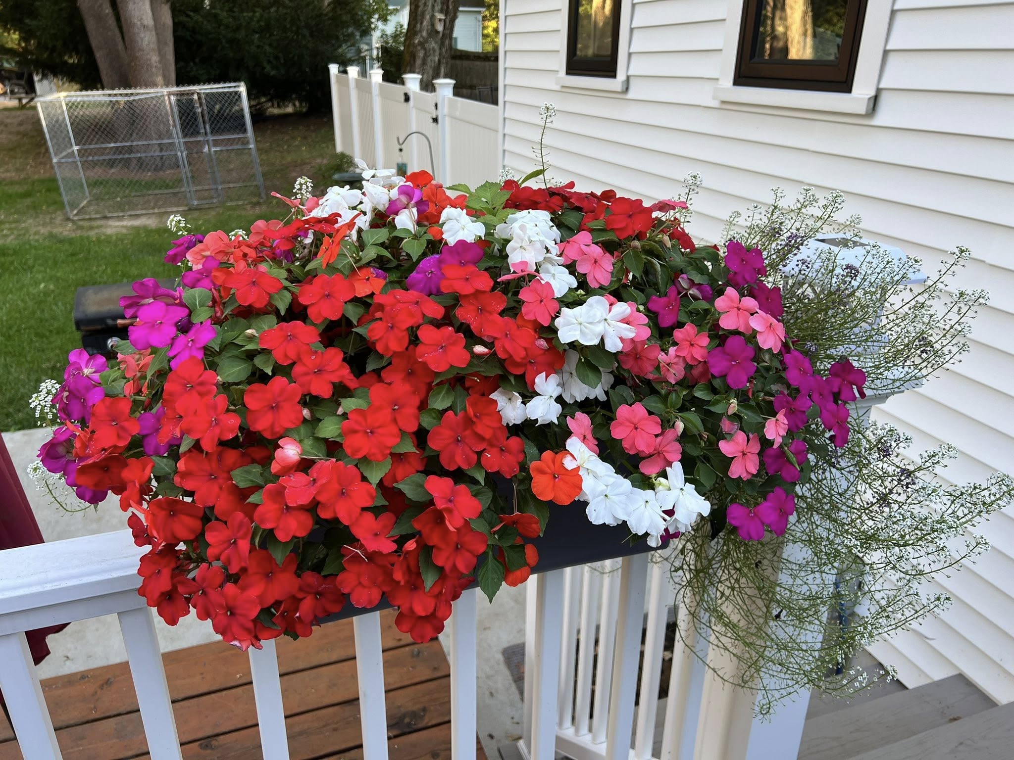 Best Annuals for Containers That Bloom All Summer Long
