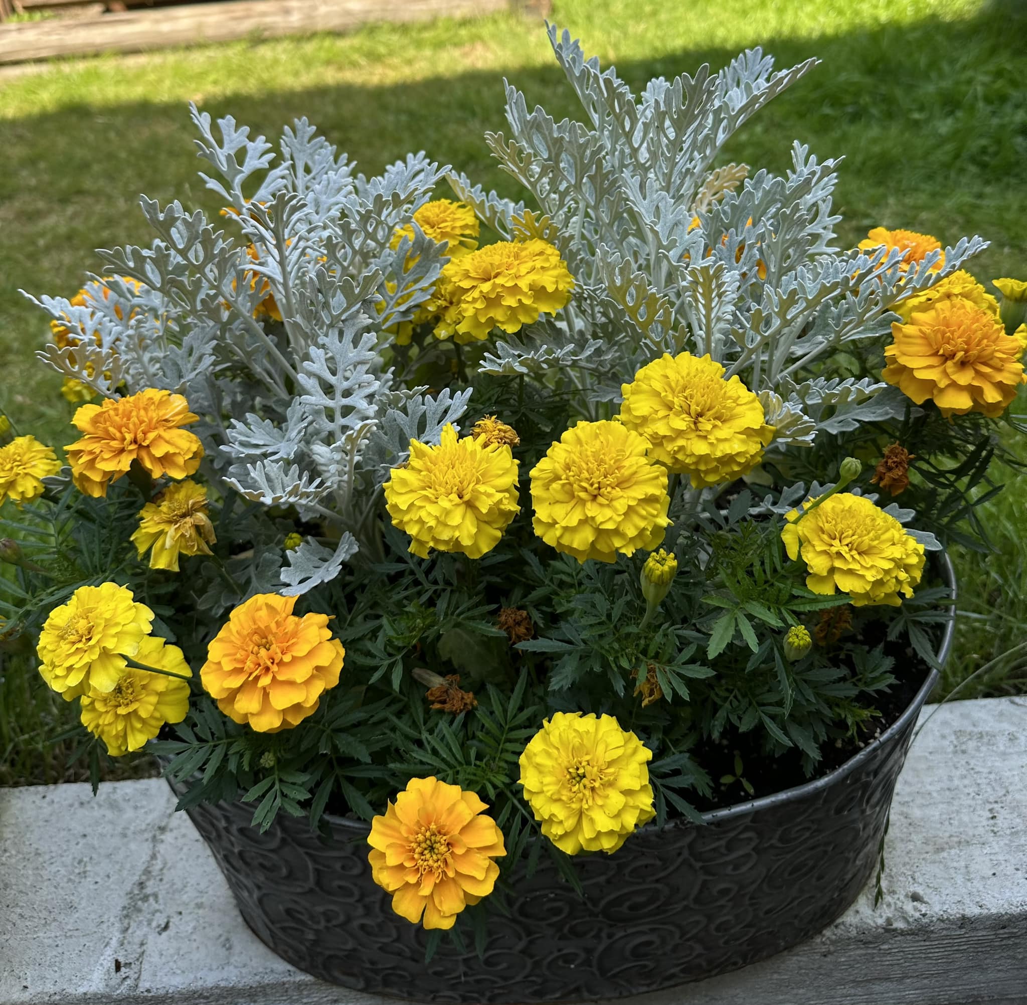 Low maintenance annual flowers full sun