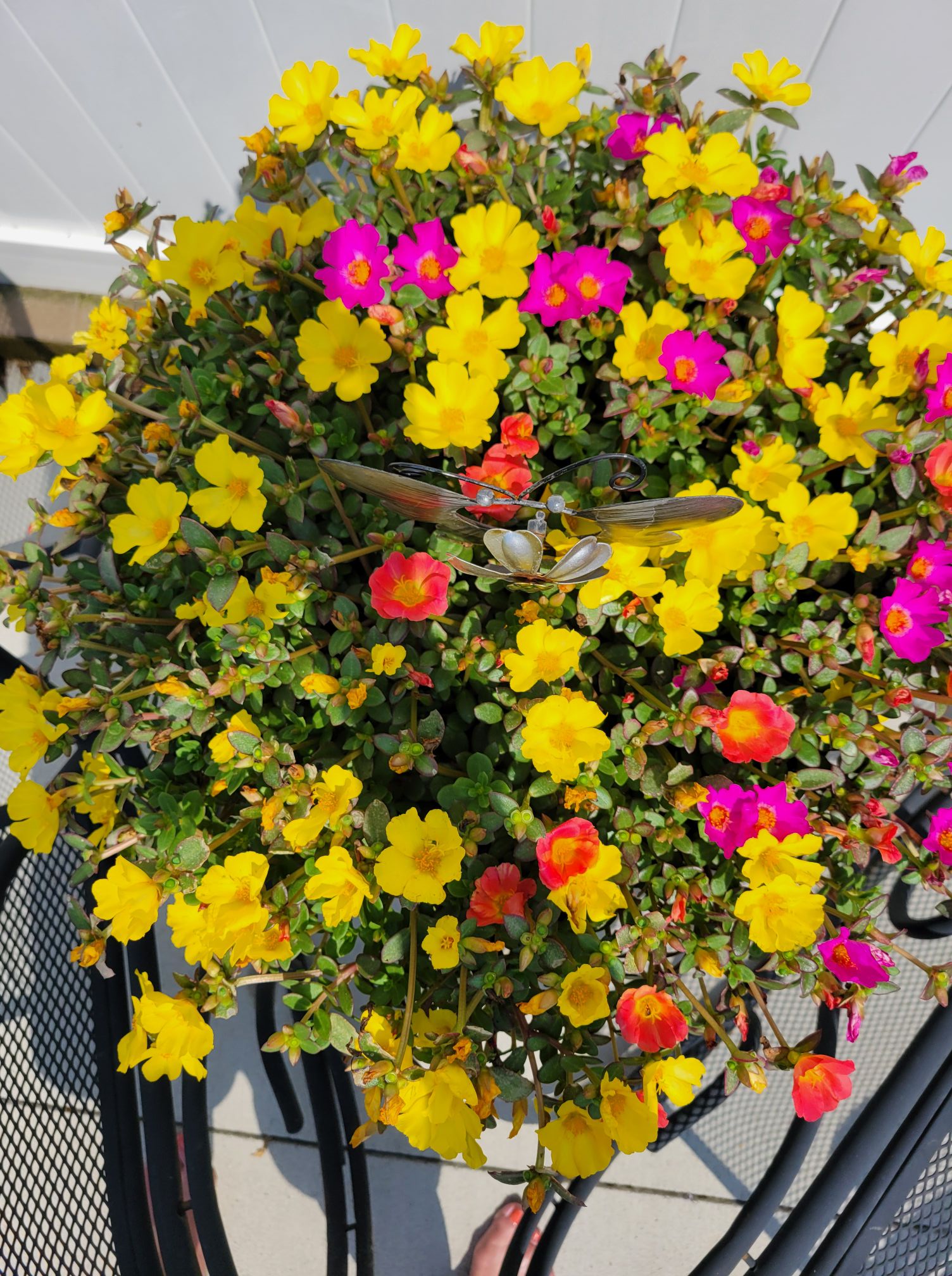 Container annuals that bloom all summer