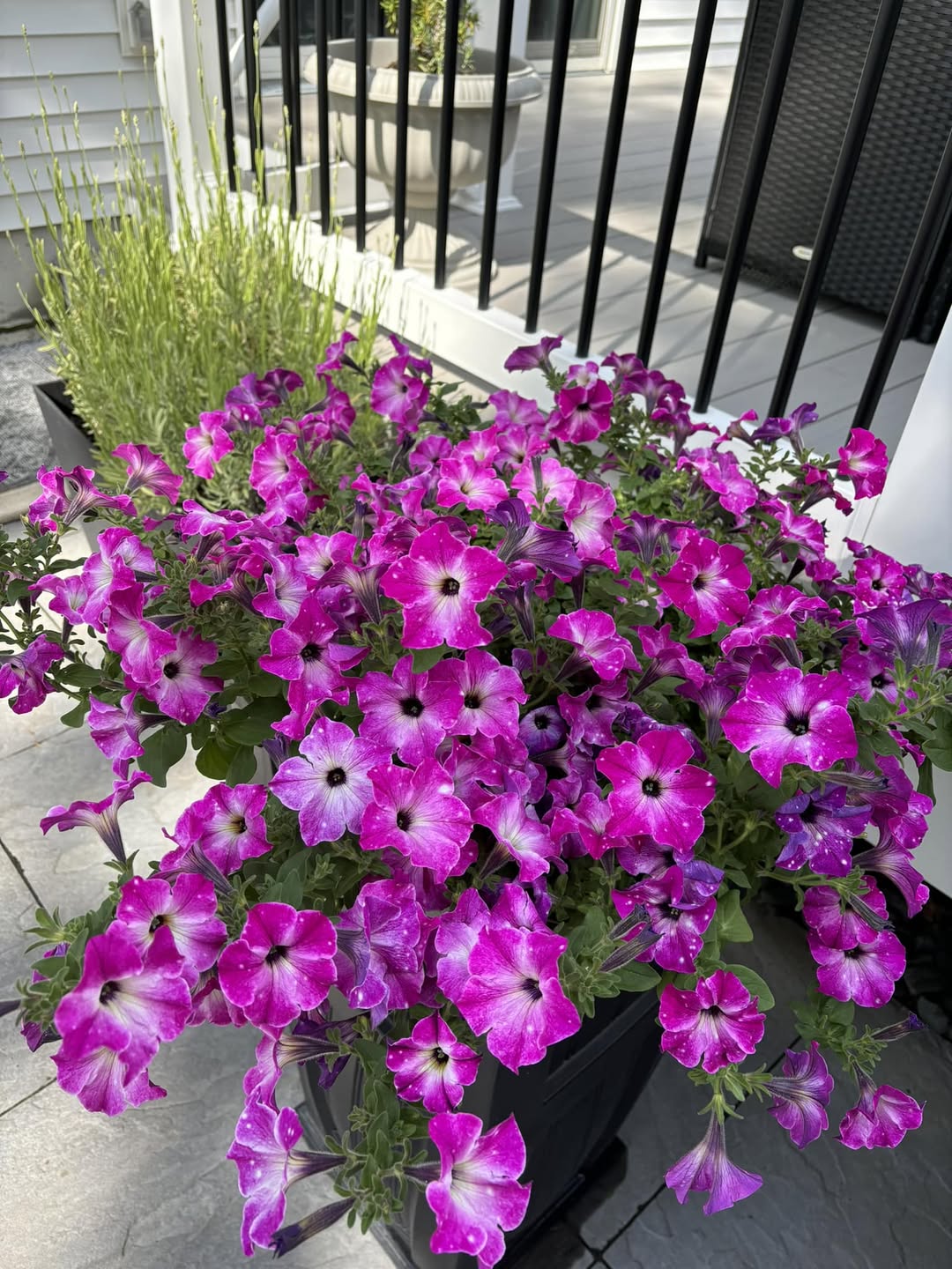 Best annuals for pots in full sun