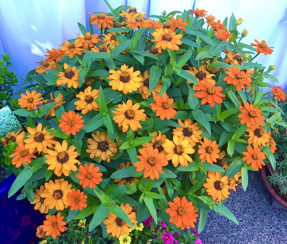 Low-Maintenance Full Sun Annuals