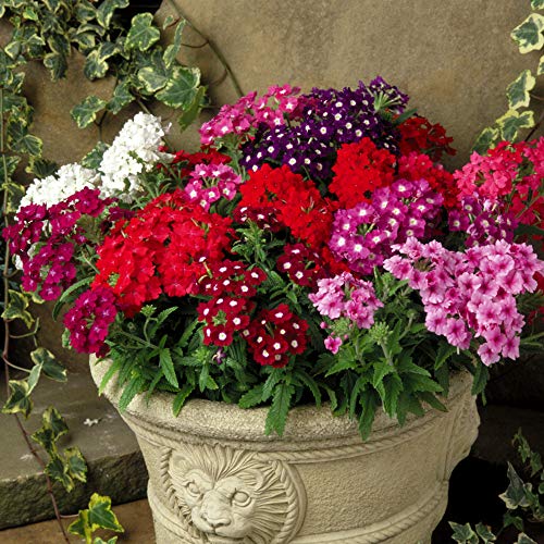best annuals for pots in full sun