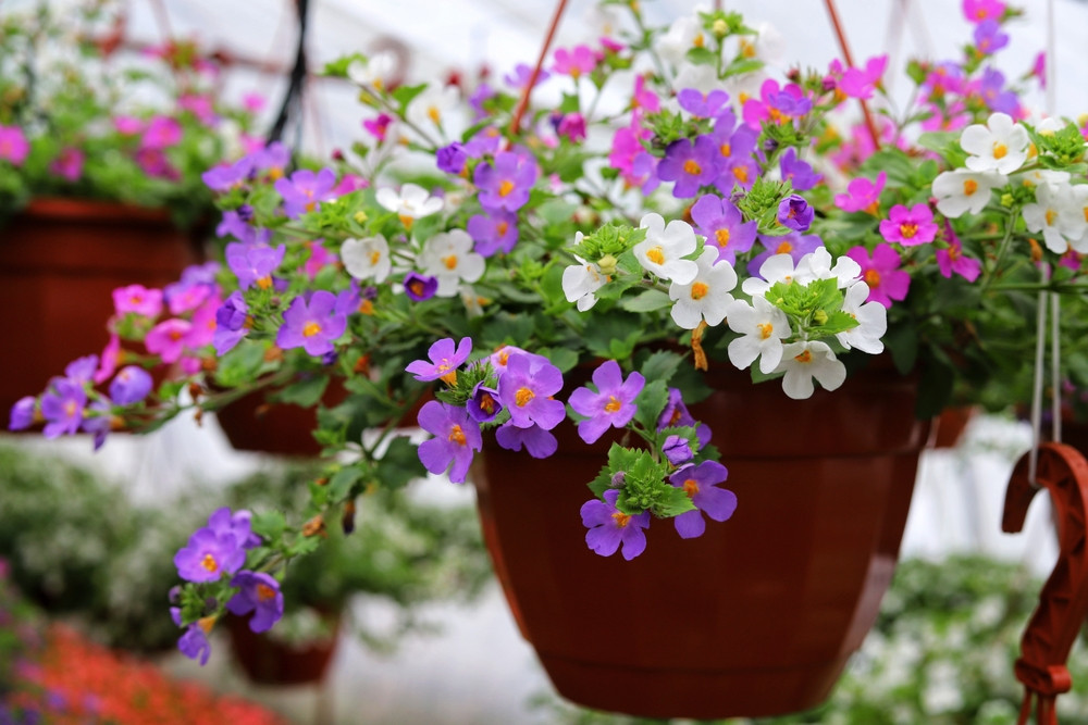 Low maintenance annual flowers full sun