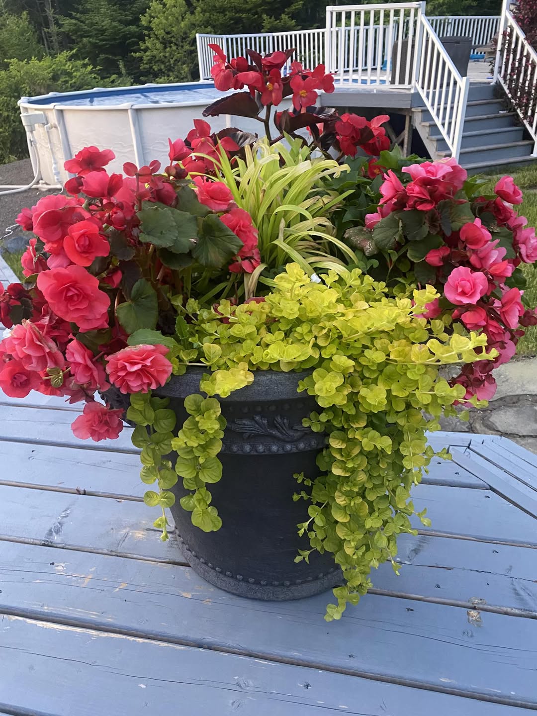  Annuals for Containers That Bloom All Summer Long