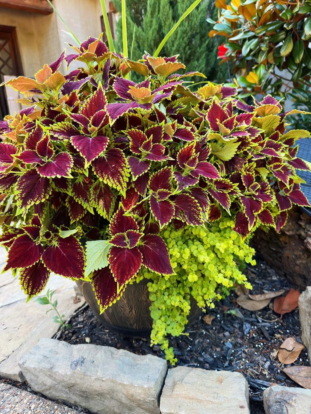 Low-Maintenance Full Sun Annuals