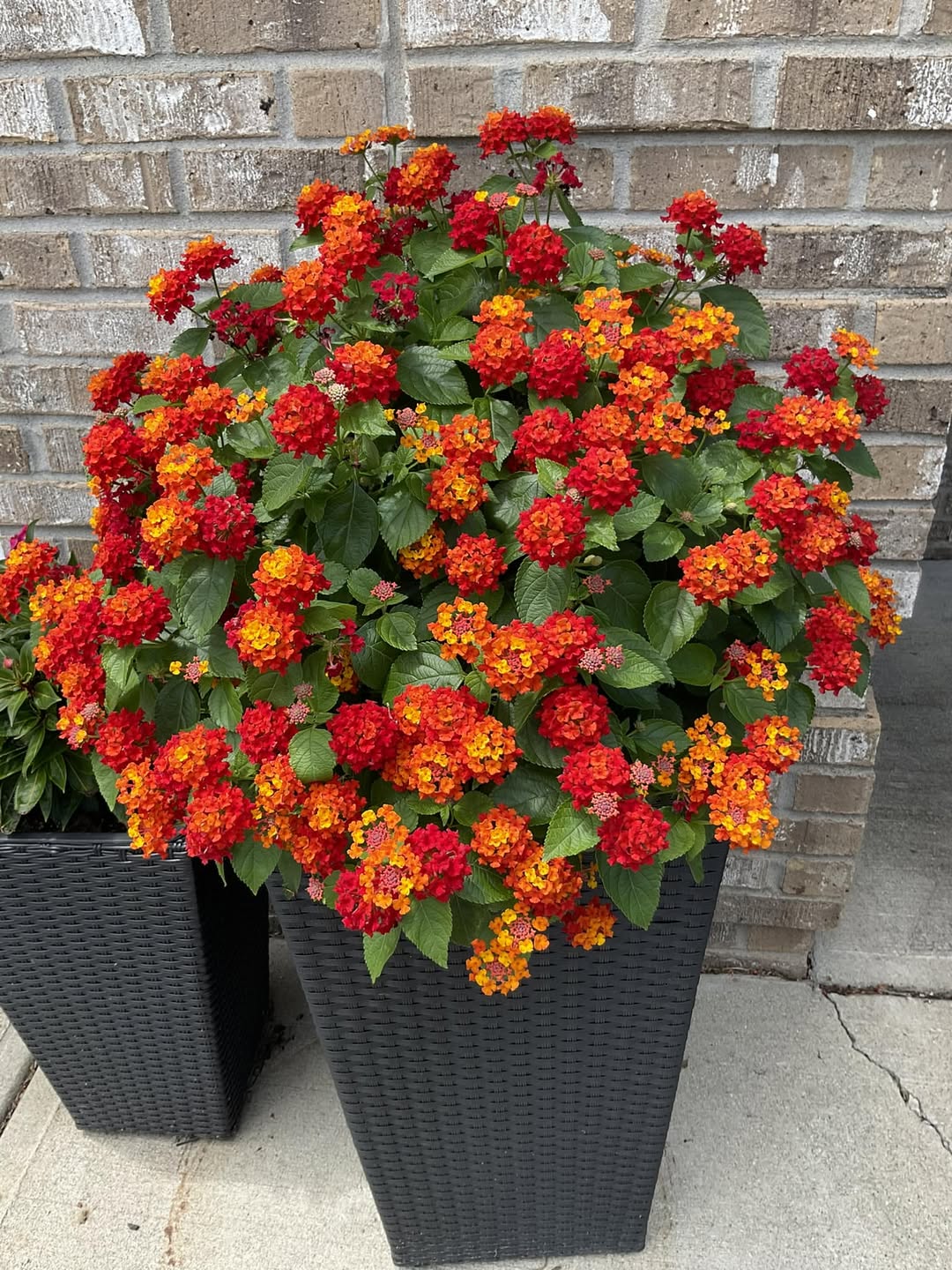 Container full sun annuals that bloom all summer