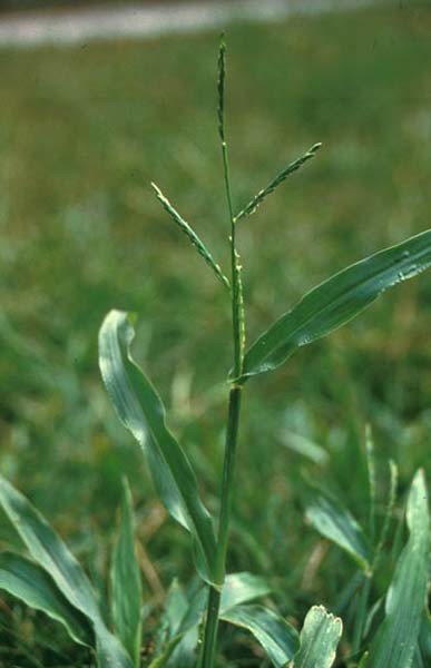 Weeds In Lawn That Look Like Grass