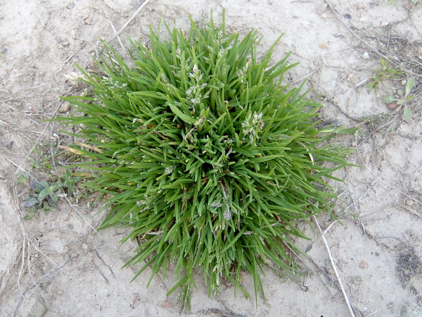 Weeds In Lawn That Look Like Grass