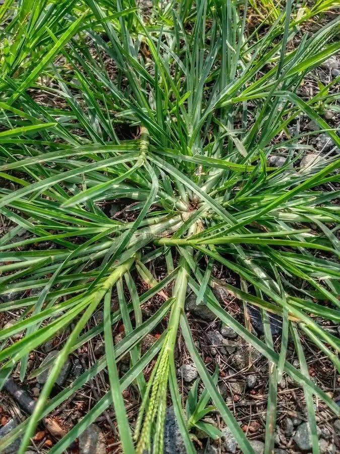 Weeds that look like grass