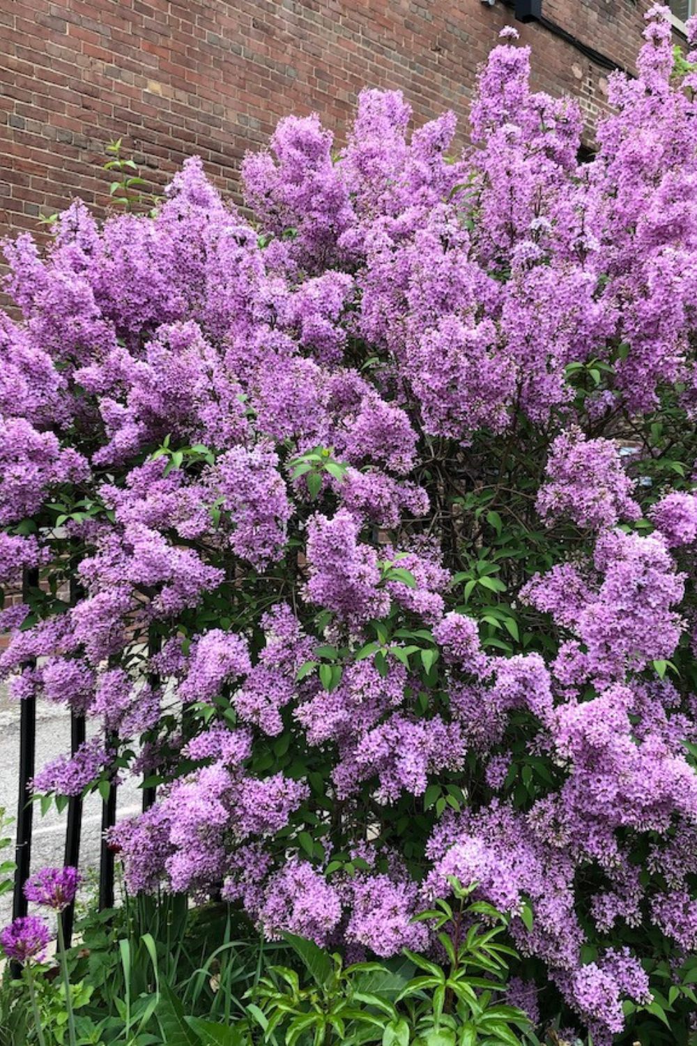 Best Shrubs For Landscaping Front Yards