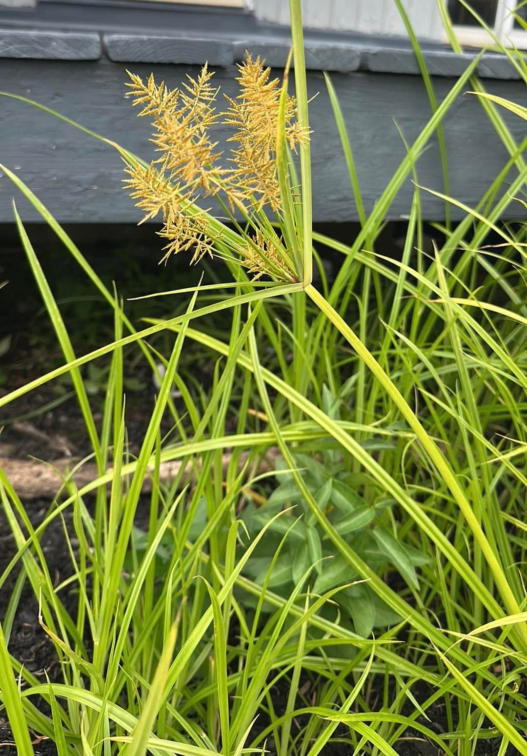 Common Weeds In Lawn That Look Like Grass