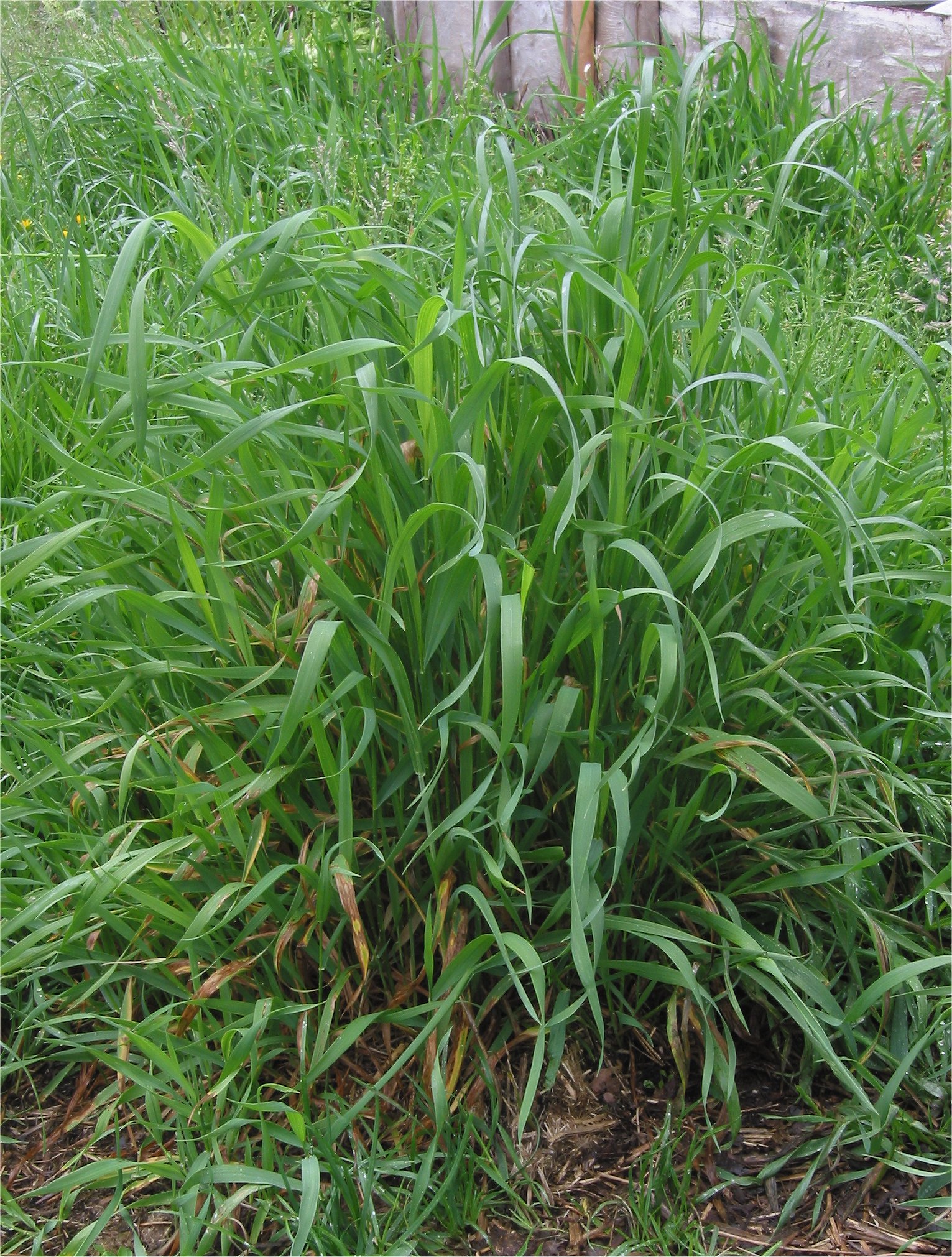 Common Weeds In Lawn That Look Like Grass