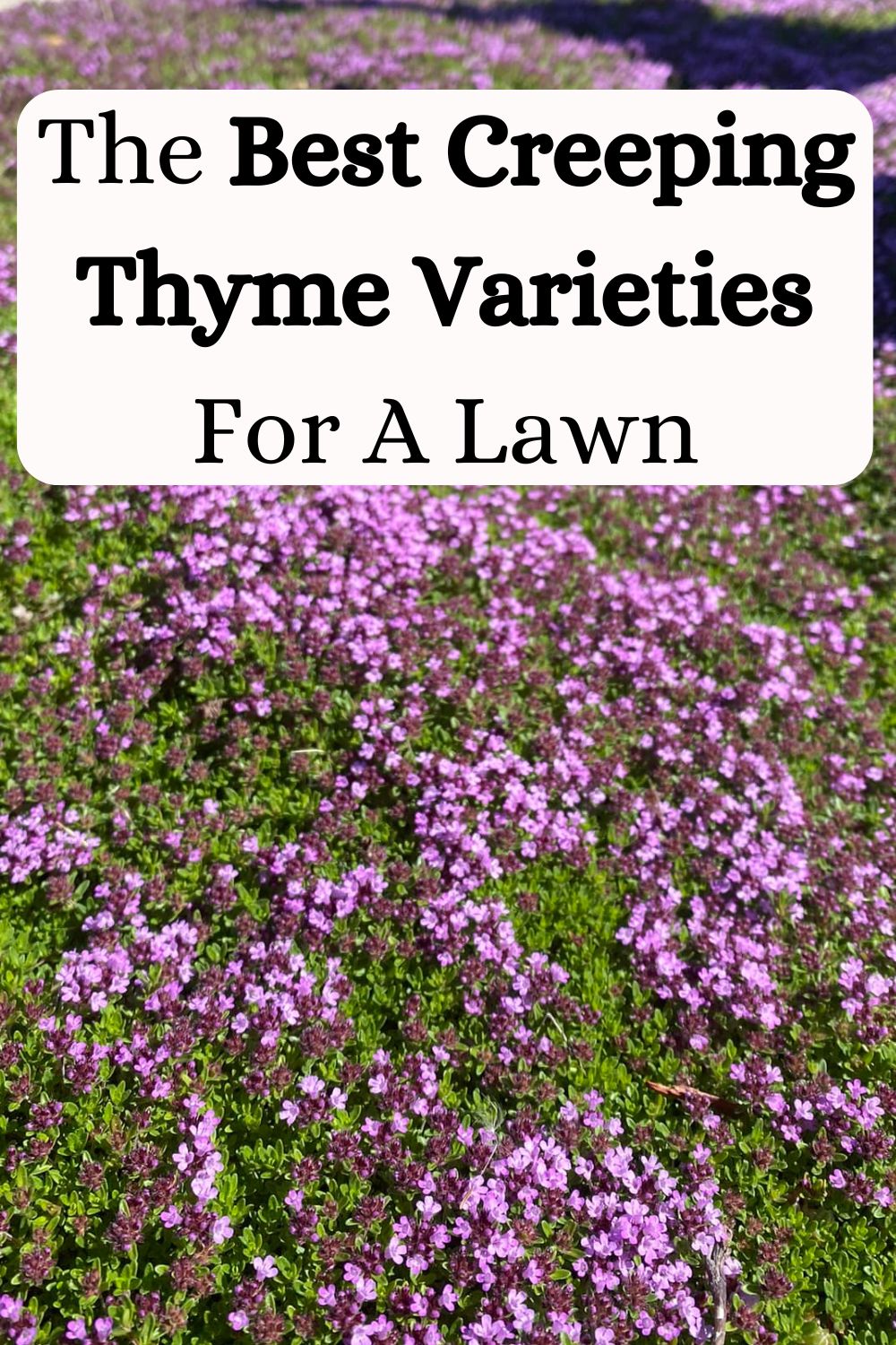 The Best Creeping Thyme Varieties For A Lawn