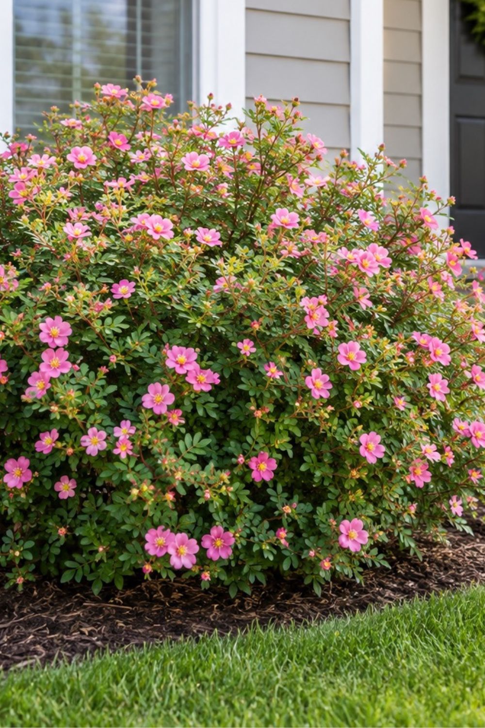 Shrubs to grow at the front of your house