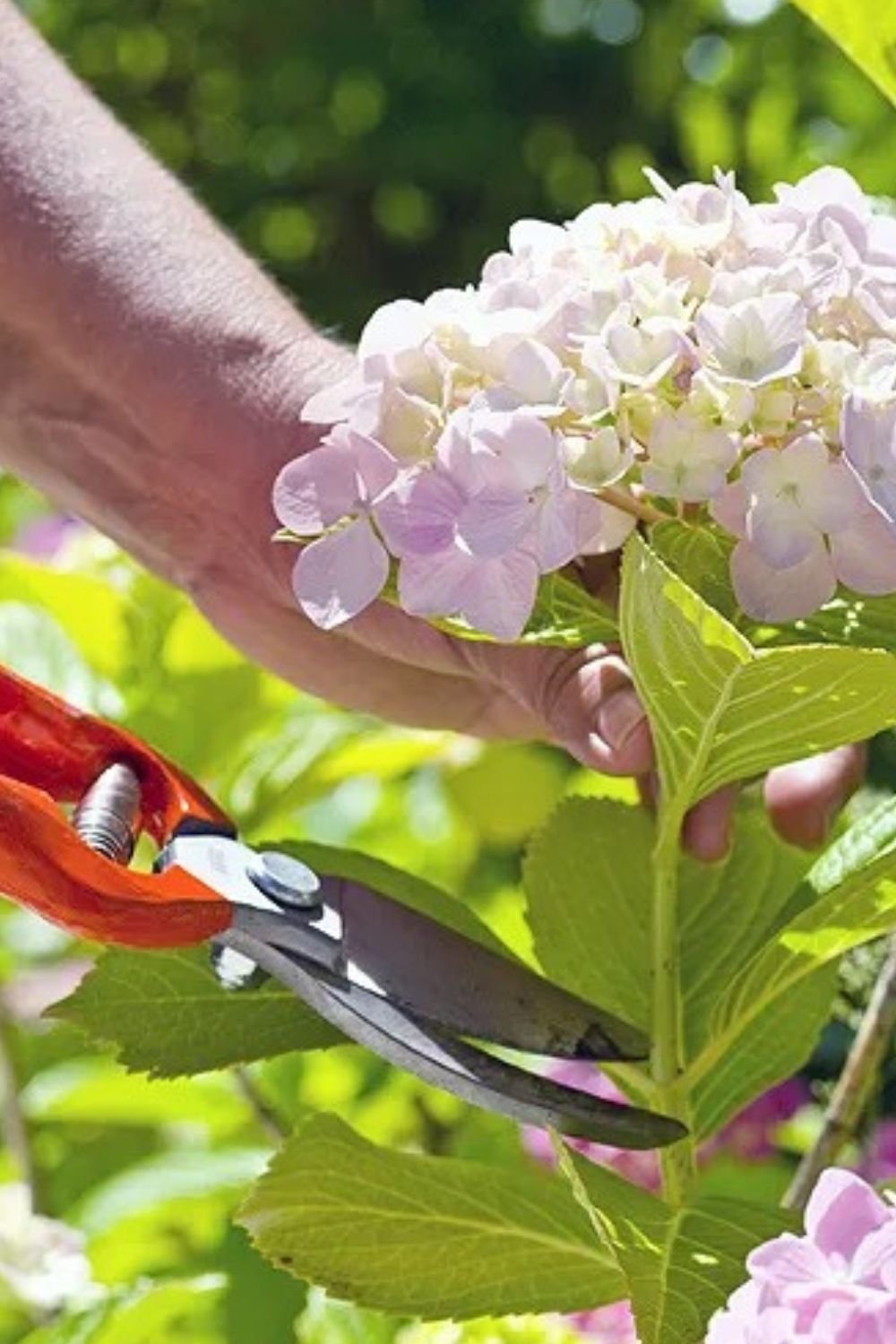 Common Pruning Mistakes When Pruning Hydrangeas