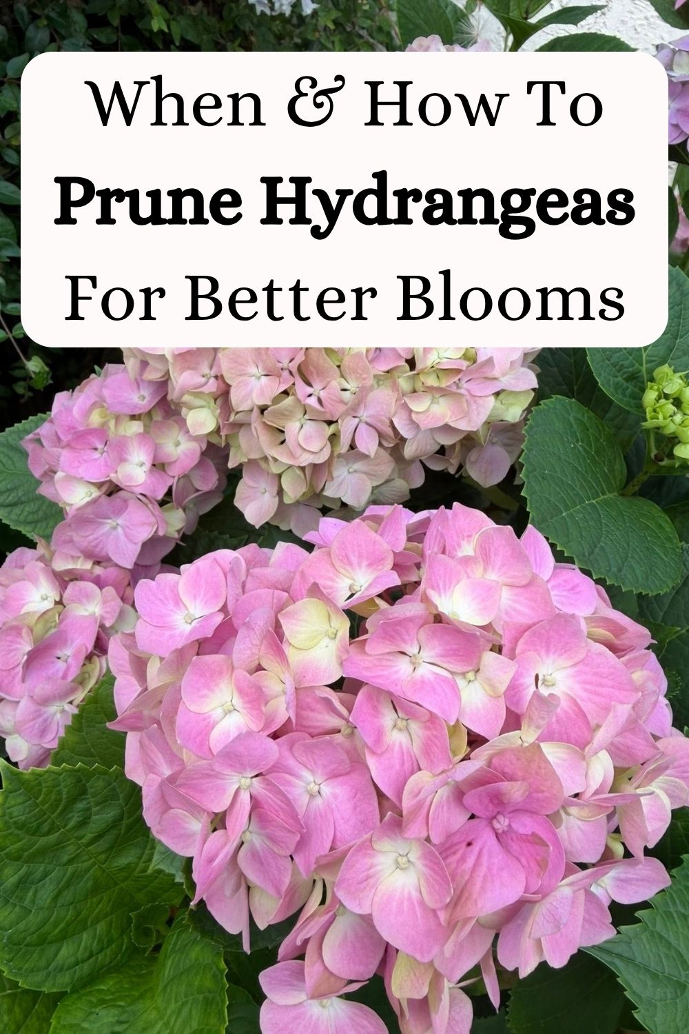 How to prune hydrangeas