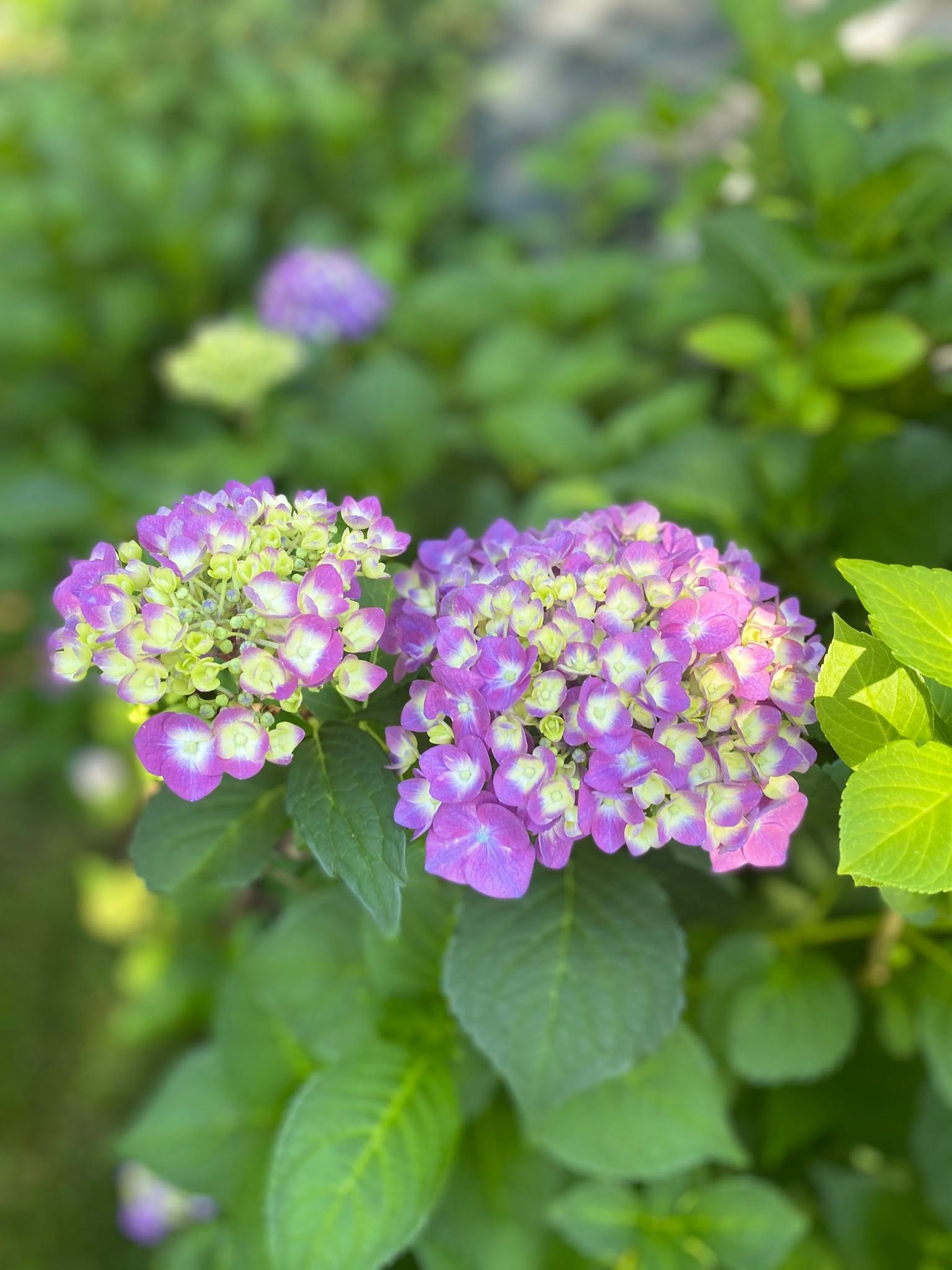 when to prune hydrangeas for more flowers