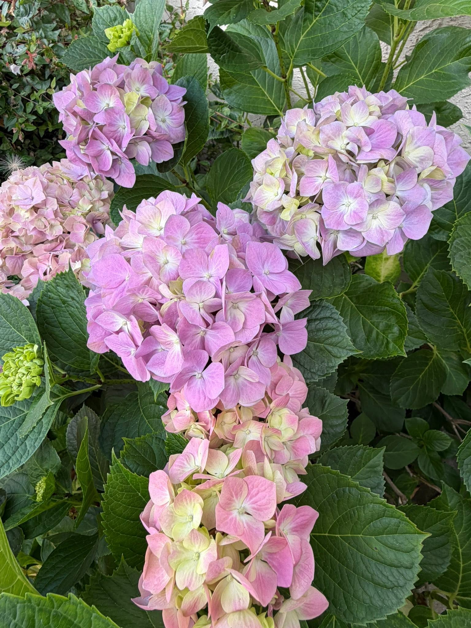 How to prune hydrangeas to encourage more blooms